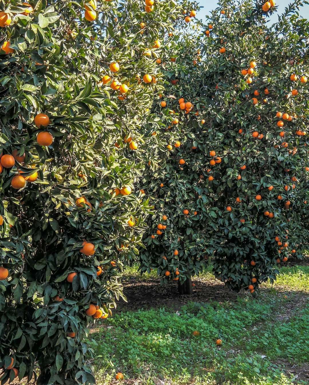 خرید باغ جابان با شرایط اقساطی