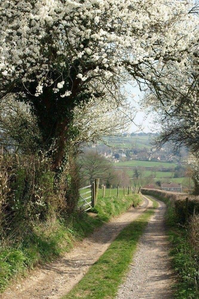 خرید باغ جابان با شرایط اقساطی