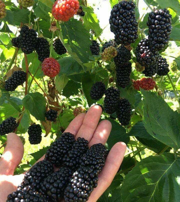 خرید باغ بکه شهریار با چک بدون بهره