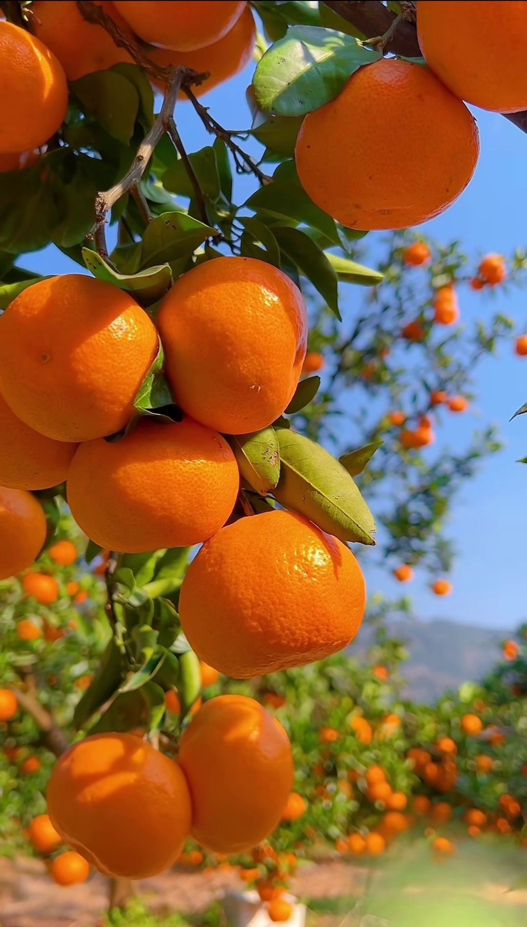 خرید باغ رشت با شرایط اقساطی