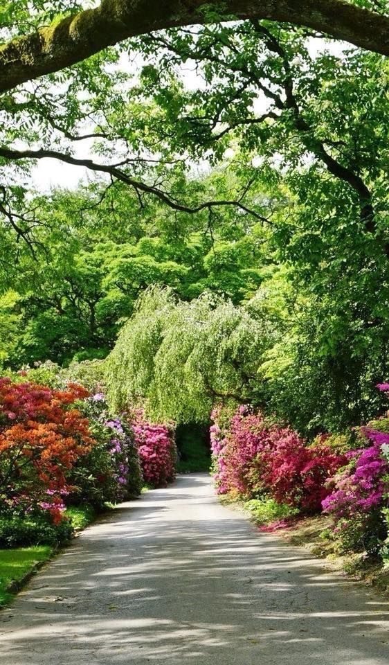 خرید باغ رامسر با شرایط اقساطی