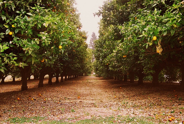 خرید باغ رامجین با شرایط اقساطی