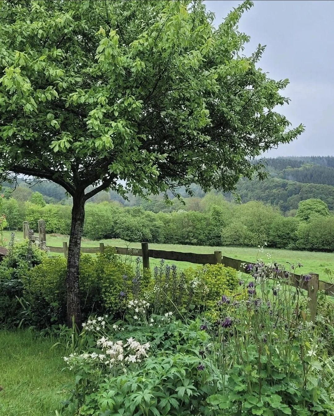 خرید باغ شمال با چک بدون بهره