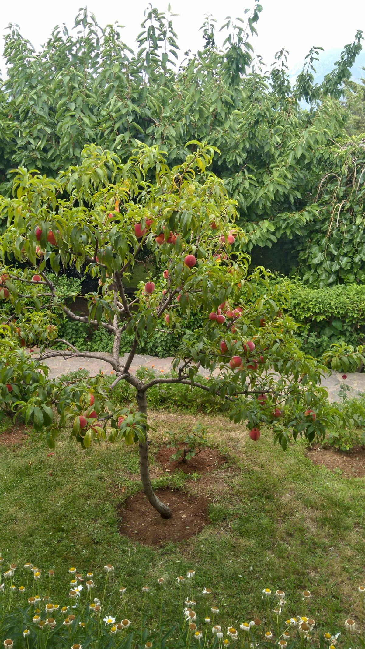 خرید باغ شمال با چک بدون بهره