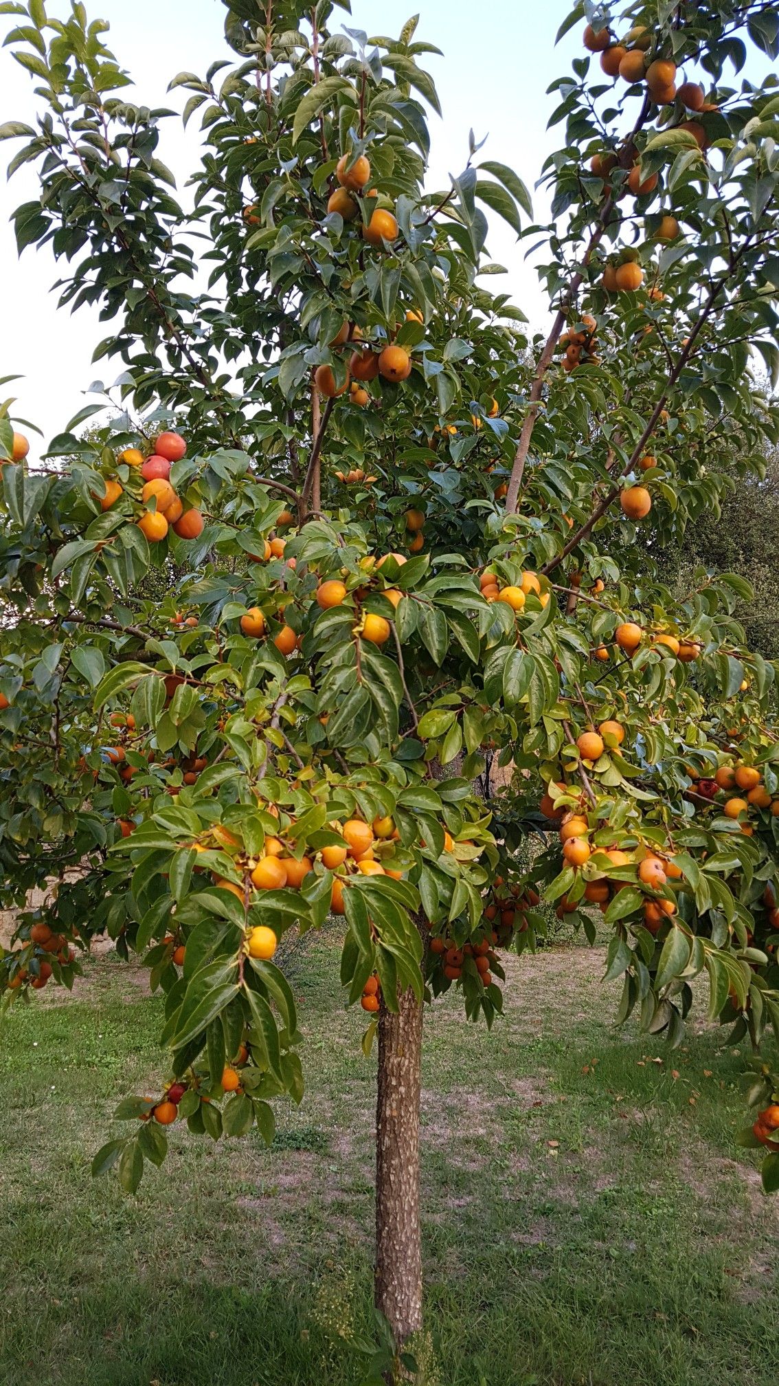 خرید باغ خوشنام با چک بدون بهره