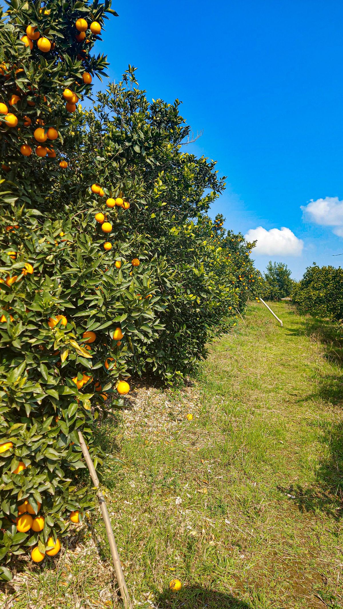خرید باغ جاجرود با شرایط اقساطی