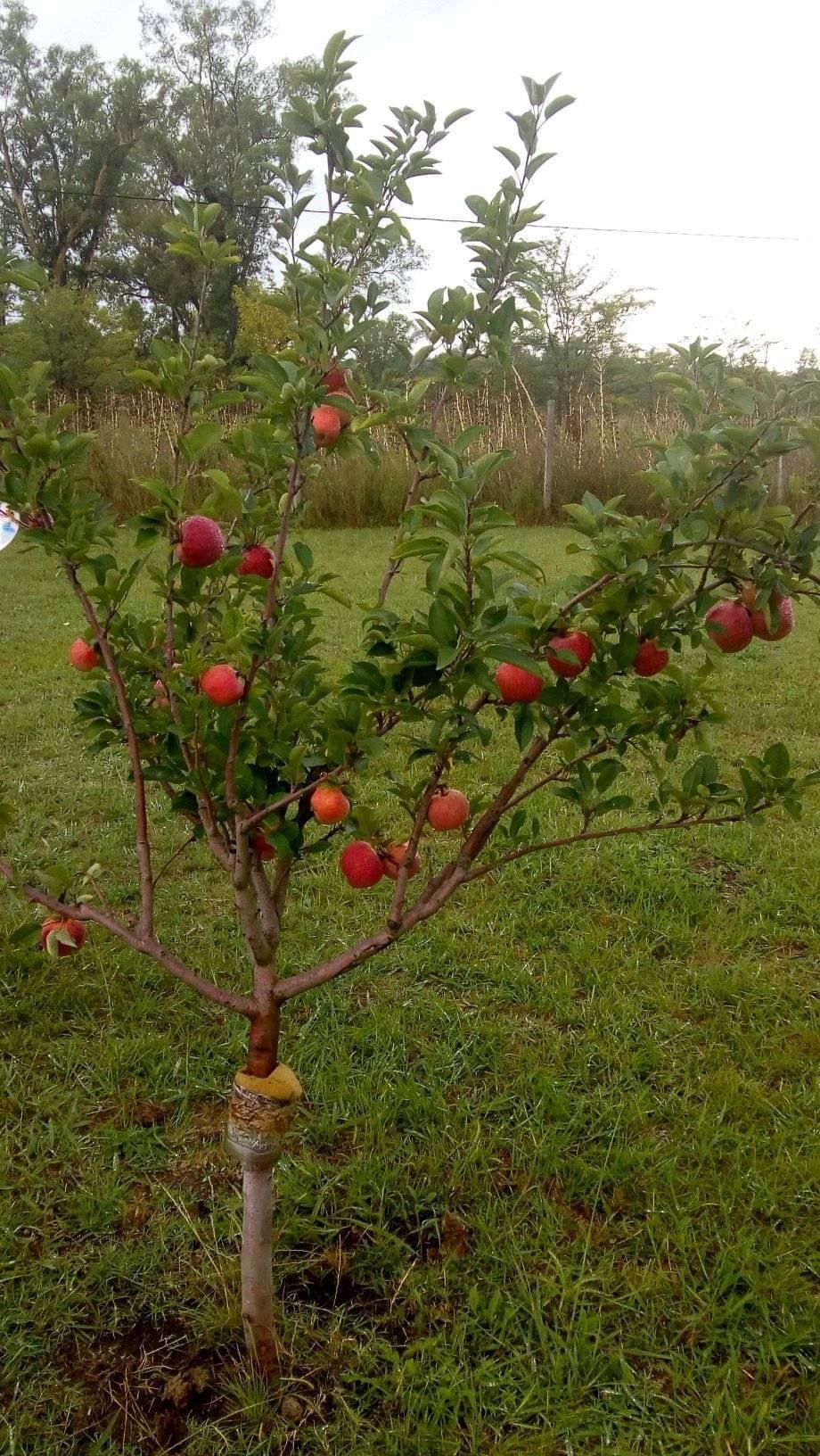 خرید باغ رامجین با شرایط اقساطی