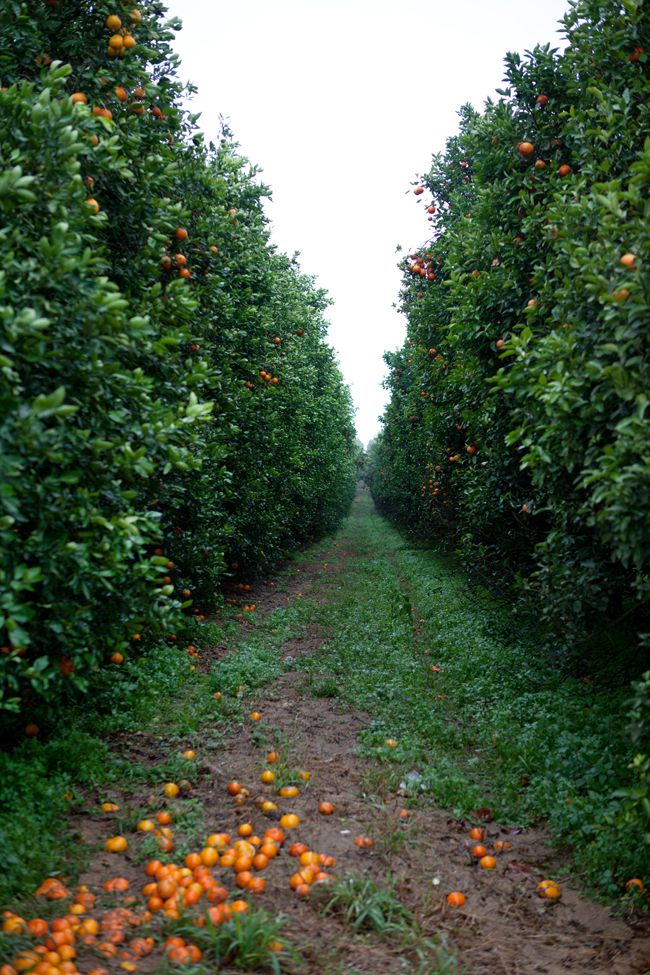 خرید باغ رباط کریم با شرایط اقساطی