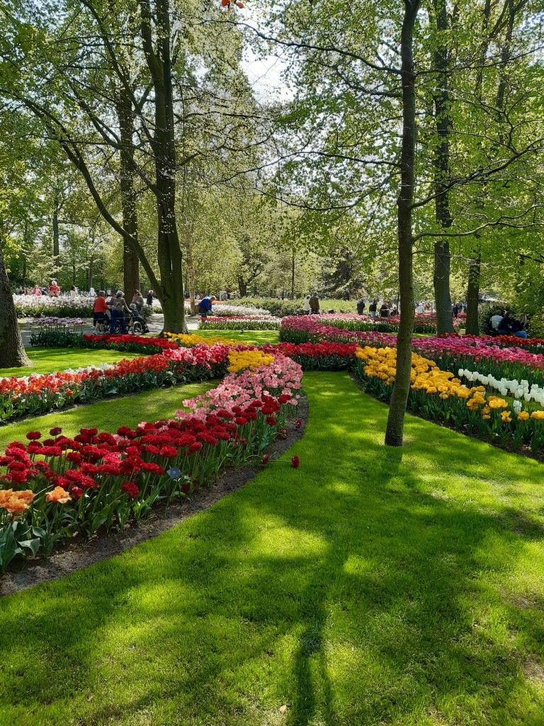 خرید باغ رامسر با شرایط اقساطی