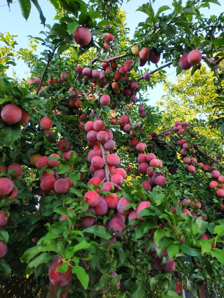 خرید باغ زرندیه با شرایط اقساطی