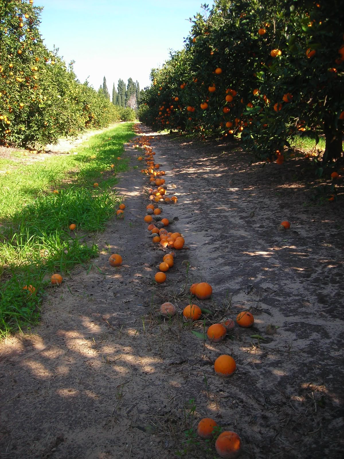 خرید باغ زرندیه با شرایط اقساطی