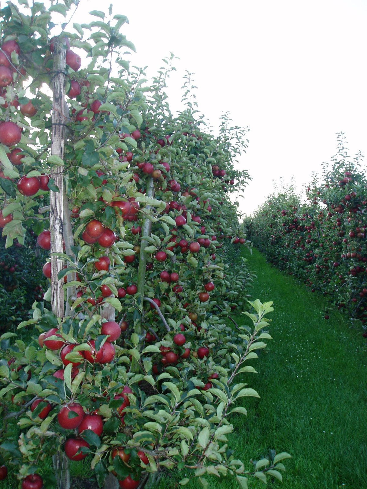 خرید باغ زرندیه با شرایط اقساطی