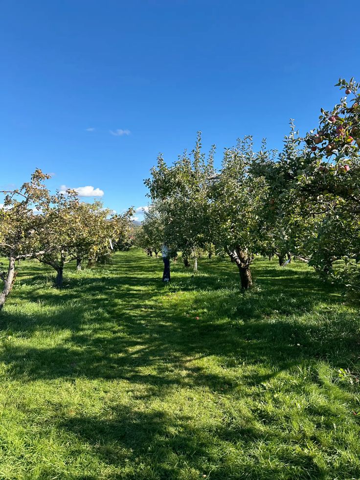 خرید باغ رودهن با شرایط اقساطی